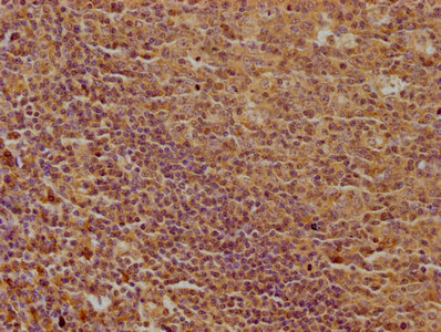 LPAR5 Antibody