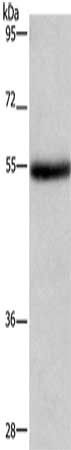 LPCAT4 Antibody