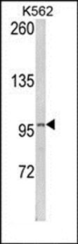 LPIN2 antibody