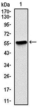 LPlunc1 Antibody