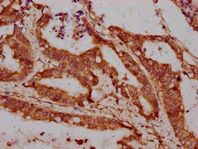 LPO Antibody
