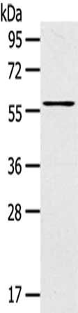 LPP antibody