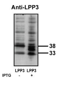 Rabbit Human Lyosphospholipid Phosphatase (LPP) 3 Antibody