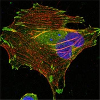 LPP Antibody