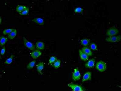 LPXN Antibody