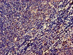LPXN Antibody