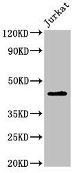 LPXN antibody