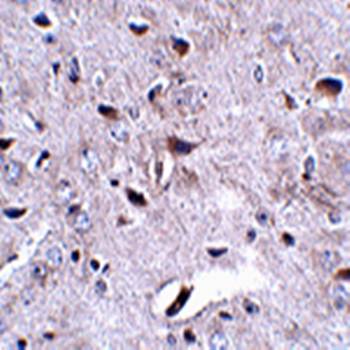 LRFN3 Antibody