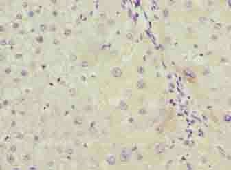 LRG1 Antibody