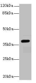 LRG1 Antibody
