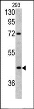 LRG1 antibody