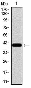 LRP1 Antibody