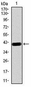 LRP1 Antibody