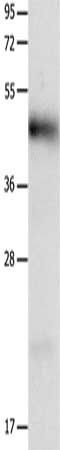 LRP1 antibody