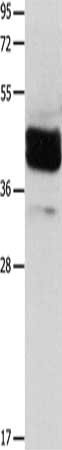 LRP1 Antibody