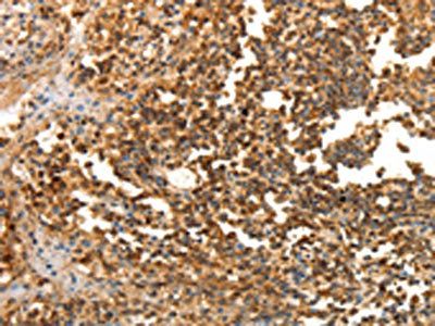 LRP12 antibody