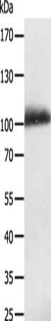 LRP12 Antibody