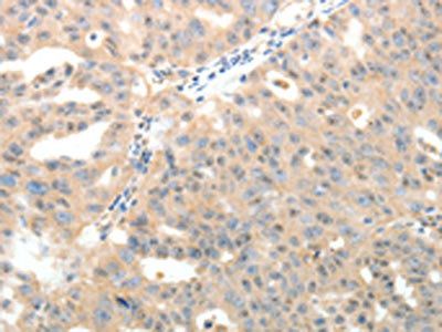 LRP12 antibody