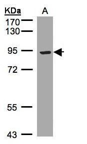 TRAM1 antibody