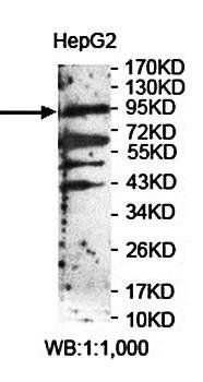 LRP12 Rabbit Polyclonal Antibody