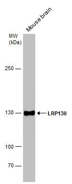 LRP130 Rabbit Polyclonal Antibody