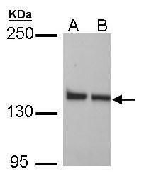 LRP130 Rabbit Polyclonal Antibody