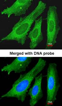LRP130 antibody