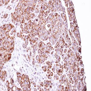 LRP130 antibody