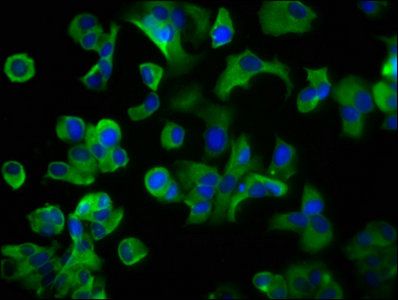 LRP2 Antibody