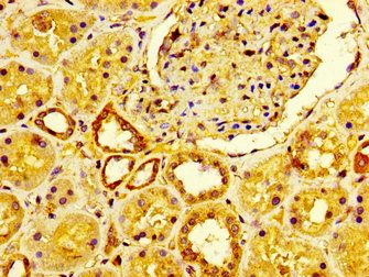 LRP2 Antibody