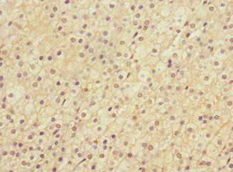 LRP4 antibody