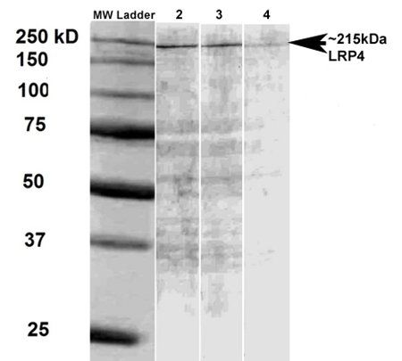 LRP4 Antibody