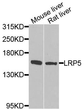 LRP5 antibody