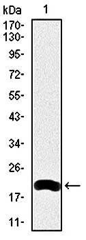 LRP5 Antibody