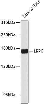 LRP6 antibody
