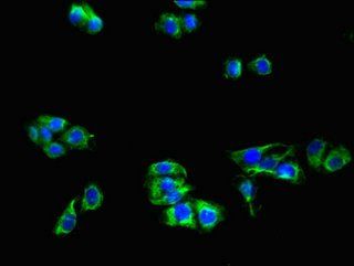 LRP8 antibody