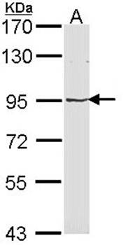 LRP(MVP) Rabbit Polyclonal Antibody