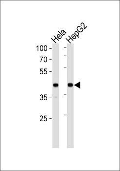 LRPAP1 antibody