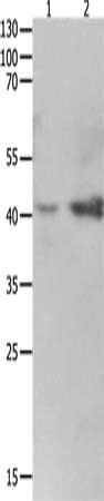 LRPAP1 antibody