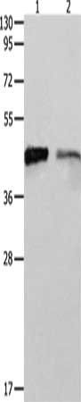 LRPAP1 antibody