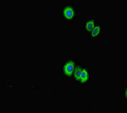 LRR1 antibody