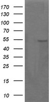 LRRC25 Antibody