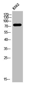 LRRC41 Antibody