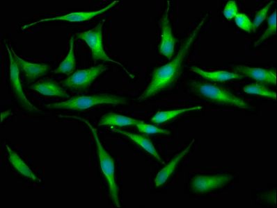 LRRC45 Antibody