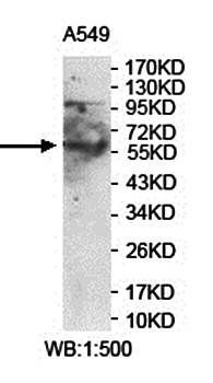 LRRC48 antibody