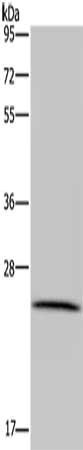 LRRC57 antibody