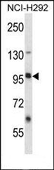 LRRC8B antibody