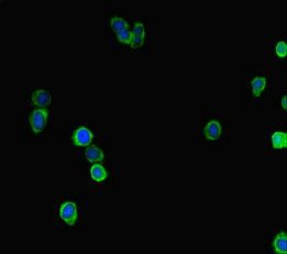 LRRIQ3 Antibody