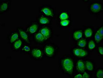 LRRK2 Antibody