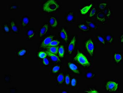 LRRN2 antibody